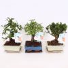 Homebase House Plants | Bonsai Mix In Ceramic Pot