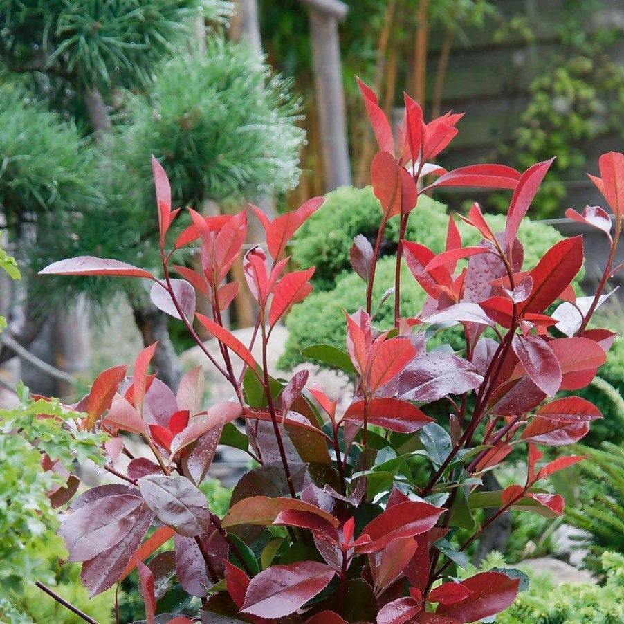 Homebase Shrub, Trees & Roses | Photinia X Fraseri Compacta - 9L Bush