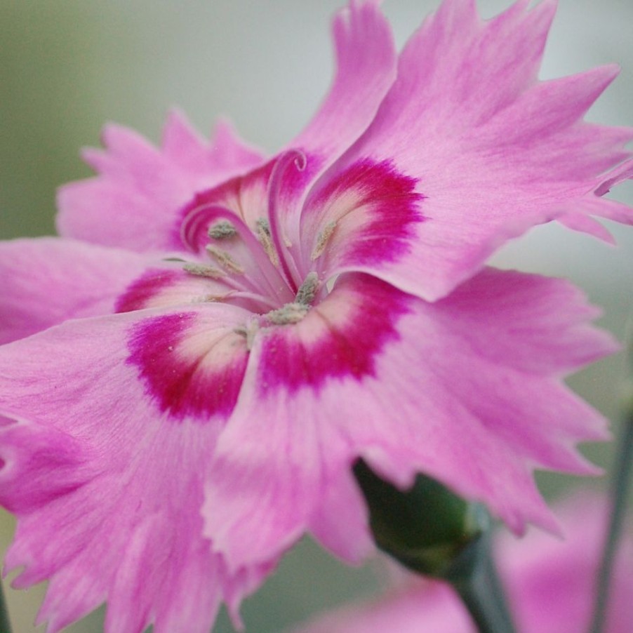 Homebase Perennial Plants | Dianthus Cocktails Mix - 2L