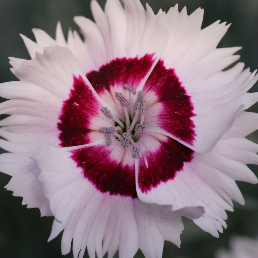 Homebase Perennial Plants | Dianthus Cocktails Mix - 2L