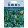 Homebase Seeds | Johnsons Cerinthe Seeds - Major Purpurascens