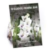 Homebase Summer Flowering Bulbs | Large Flowering Gladioli Home Coming