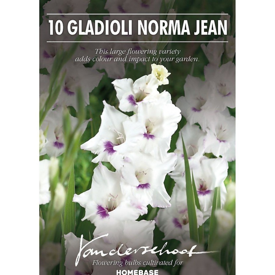 Homebase Summer Flowering Bulbs | Large Flowering Gladioli Home Coming