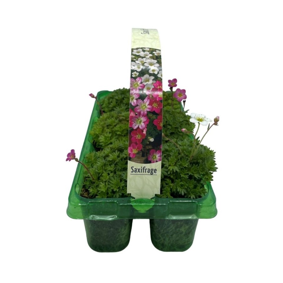 Homebase Bedding Plants | Saxifrage (Saxifraga) Mix 6 Pack Spring Bedding Plants