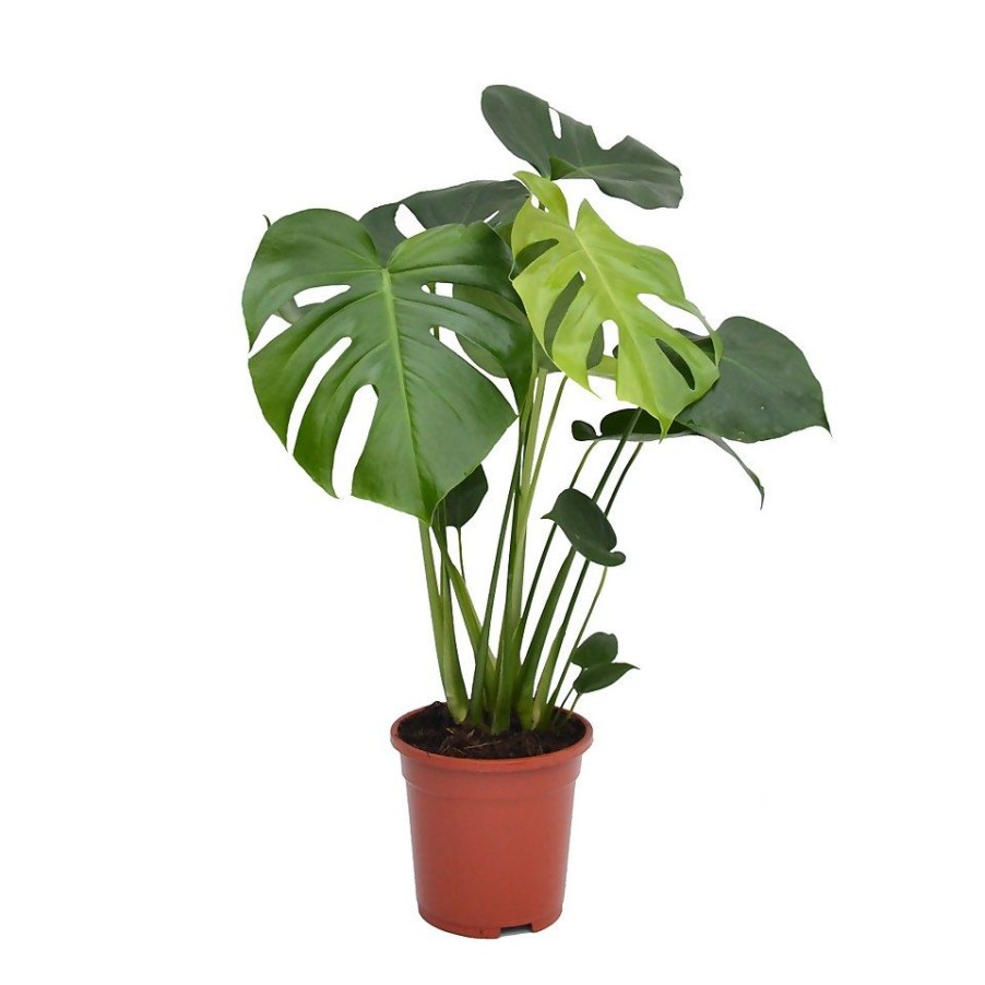 Homebase House Plants | Monstera Deliciosa (Swiss Cheese Plant)