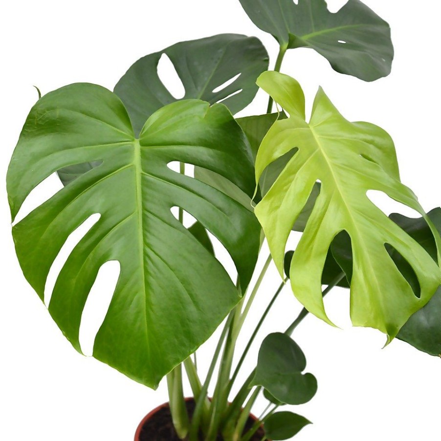 Homebase House Plants | Monstera Deliciosa (Swiss Cheese Plant)