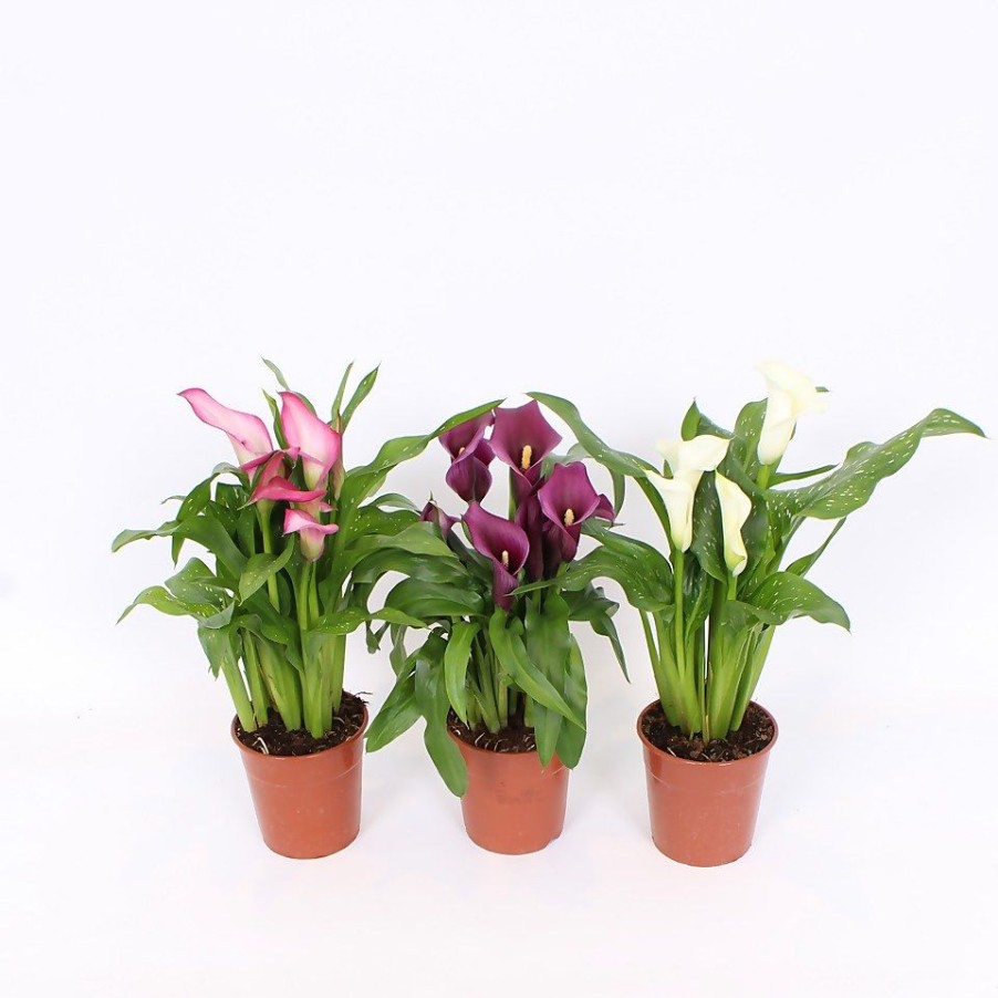 Homebase Perennial Plants | Calla Mix (Zantedeschia) - 12Cm