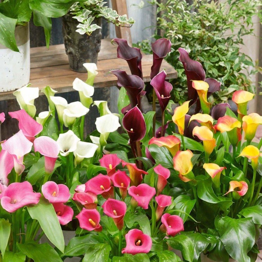 Homebase Perennial Plants | Calla Mix (Zantedeschia) - 12Cm