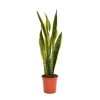 Homebase House Plants | Sansevieria Trifasciata Laurentii (Mother In Law'S Tongue Or Snake Plant) In 19Cm Pot