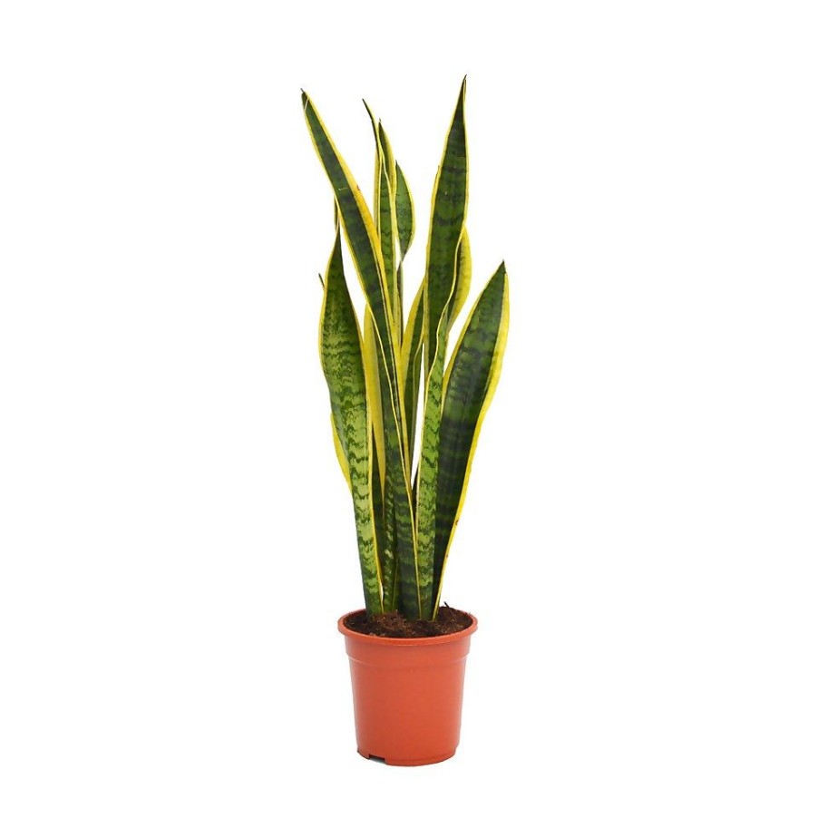 Homebase House Plants | Sansevieria Trifasciata Laurentii (Mother In Law'S Tongue Or Snake Plant) In 19Cm Pot