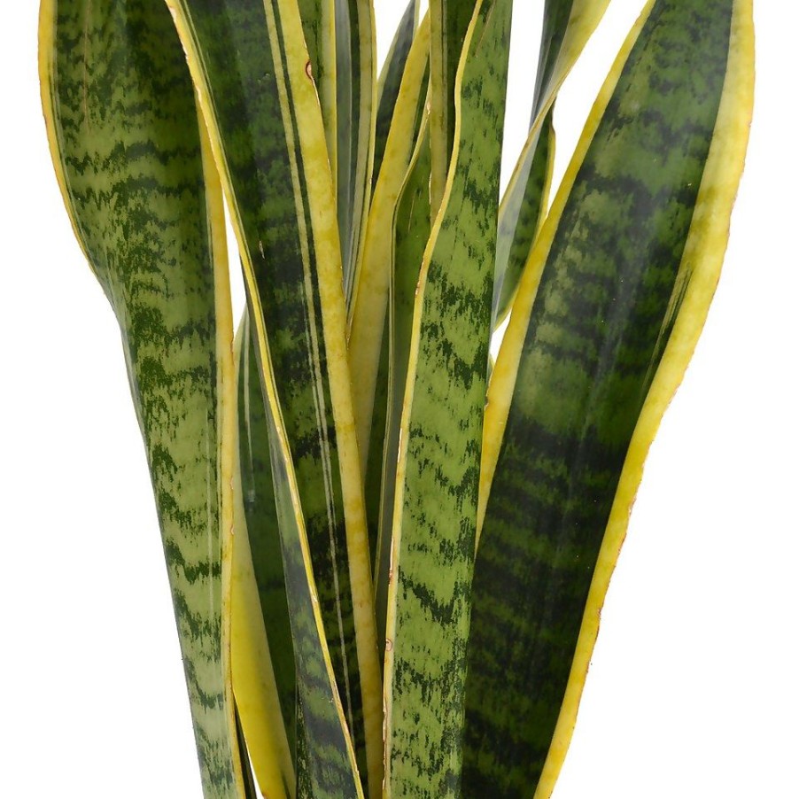 Homebase House Plants | Sansevieria Trifasciata Laurentii (Mother In Law'S Tongue Or Snake Plant) In 19Cm Pot