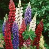 Homebase Perennial Plants | Lupin Dwarf Mix - 2L