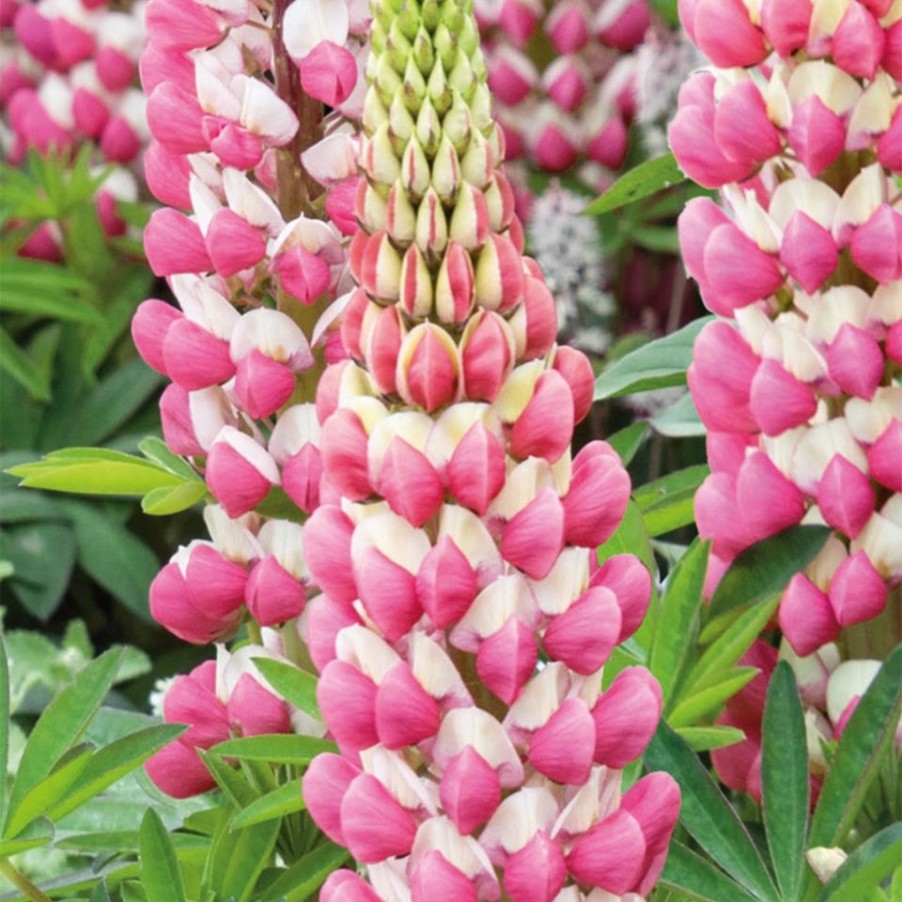 Homebase Perennial Plants | Lupin Dwarf Mix - 2L