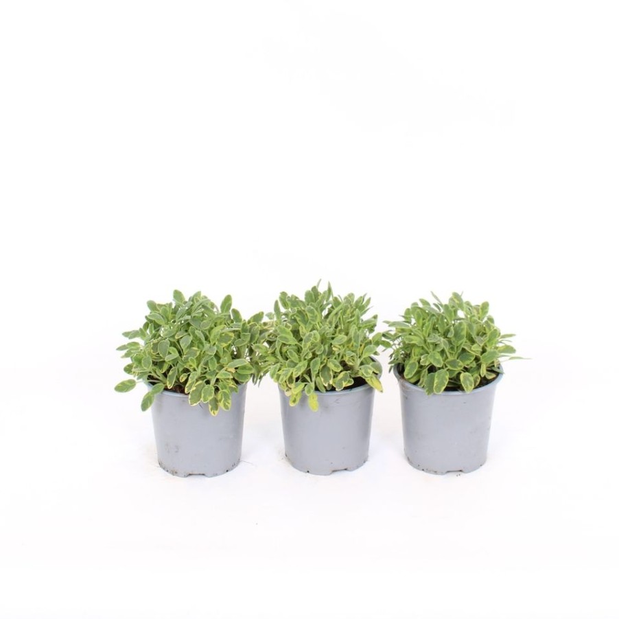 Homebase Grow Your Own | Herb Sage Icterina - 14Cm