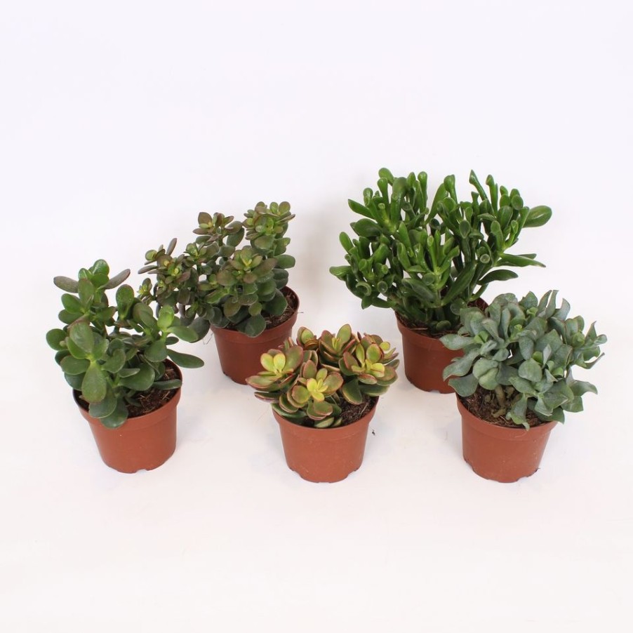 Homebase House Plants | Crassula - 10.5Cm