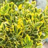 Homebase Shrub, Trees & Roses | Euonymus Japonicus Aureus/Bravo - 9L Bush