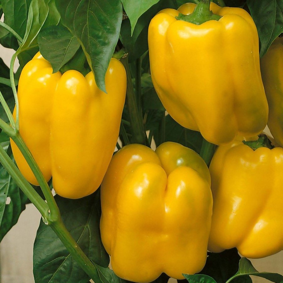 Homebase Grow Your Own | Sweet Pepper Yellow Elfo - Vegetable 9Cm