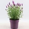 Homebase Shrub, Trees & Roses | Lavandula Stoechas Anouk Collection (French Lavender) - 15Cm