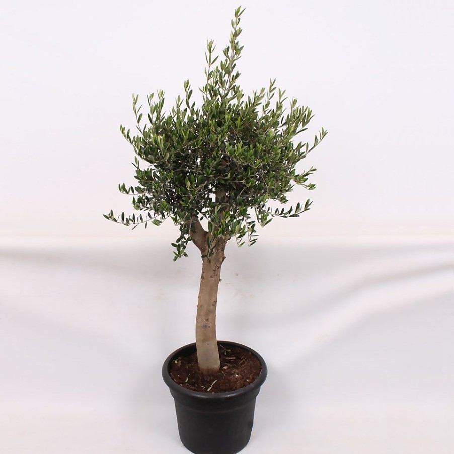 Homebase Specimen Plants | Olive Tree - 35L Mediterranean Large Standard