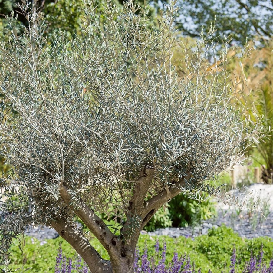 Homebase Specimen Plants | Olive Tree - 35L Mediterranean Large Standard