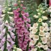 Homebase Perennial Plants | Digitalis Camelot Mix - 17Cm