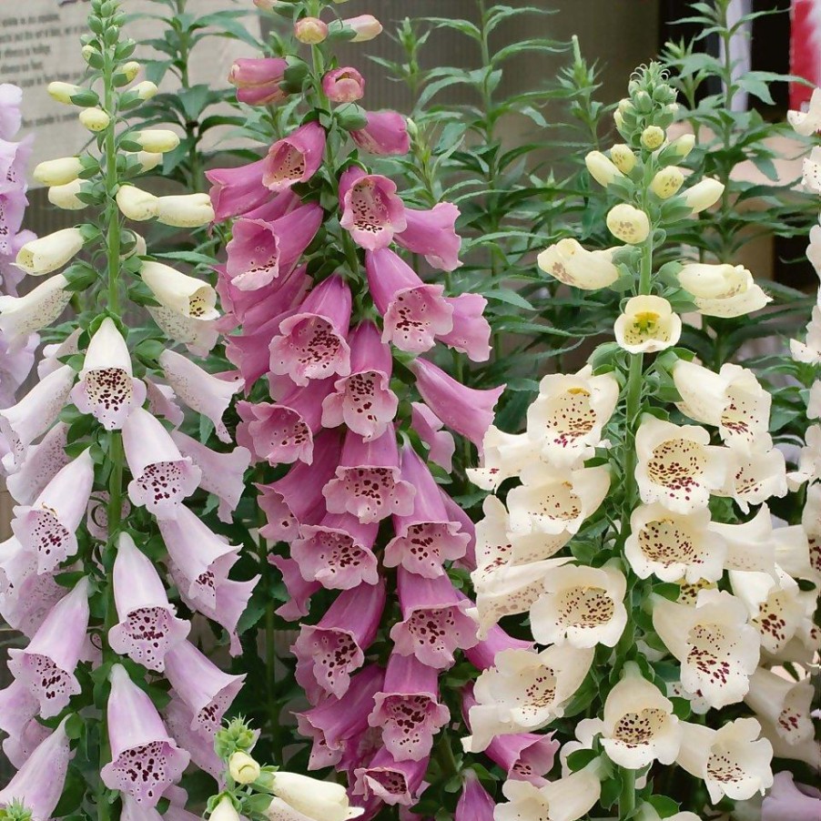 Homebase Perennial Plants | Digitalis Camelot Mix - 17Cm