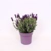 Homebase Shrub, Trees & Roses | Lavandula Stoechas Anouk Collection (French Lavender) - 19Cm