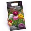 Homebase Summer Flowering Bulbs | Ranunculus Mixed