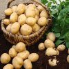 Homebase Grow Your Own | Swift Seed Potatoes - 5 Tubers