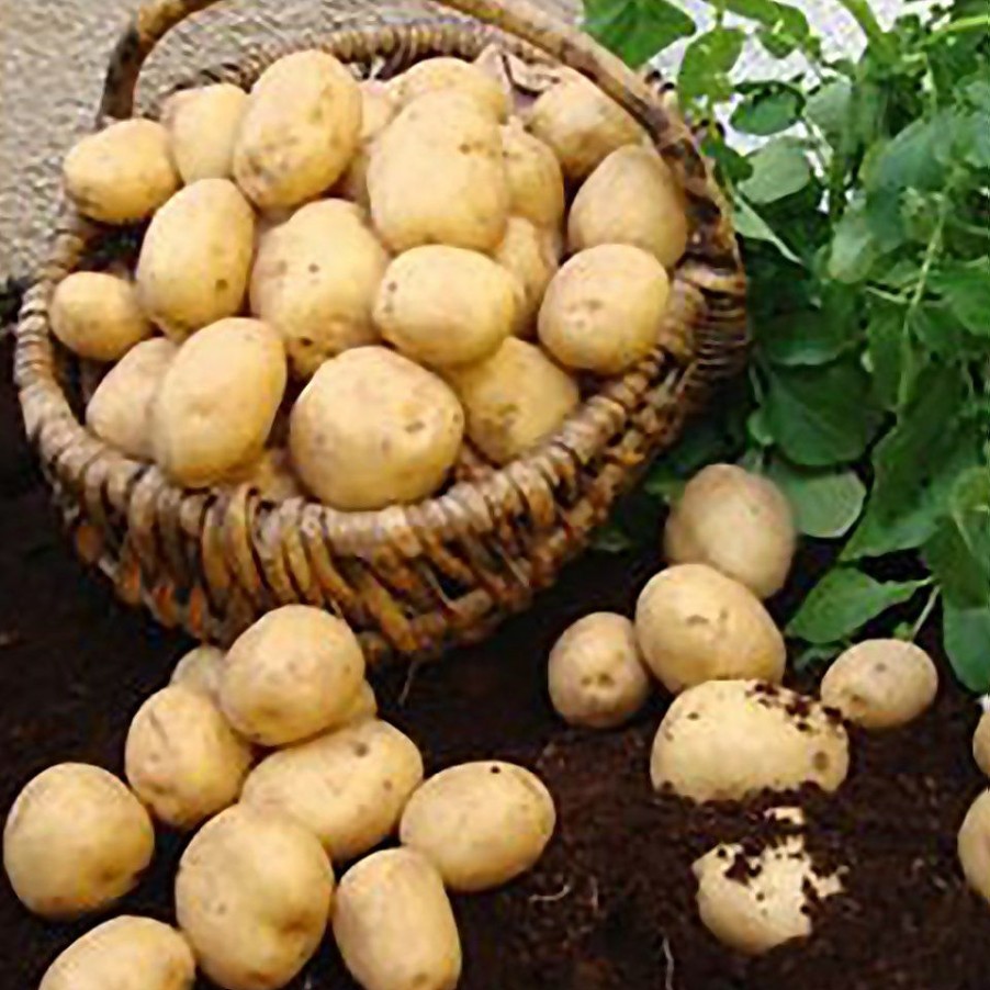 Homebase Grow Your Own | Swift Seed Potatoes - 5 Tubers