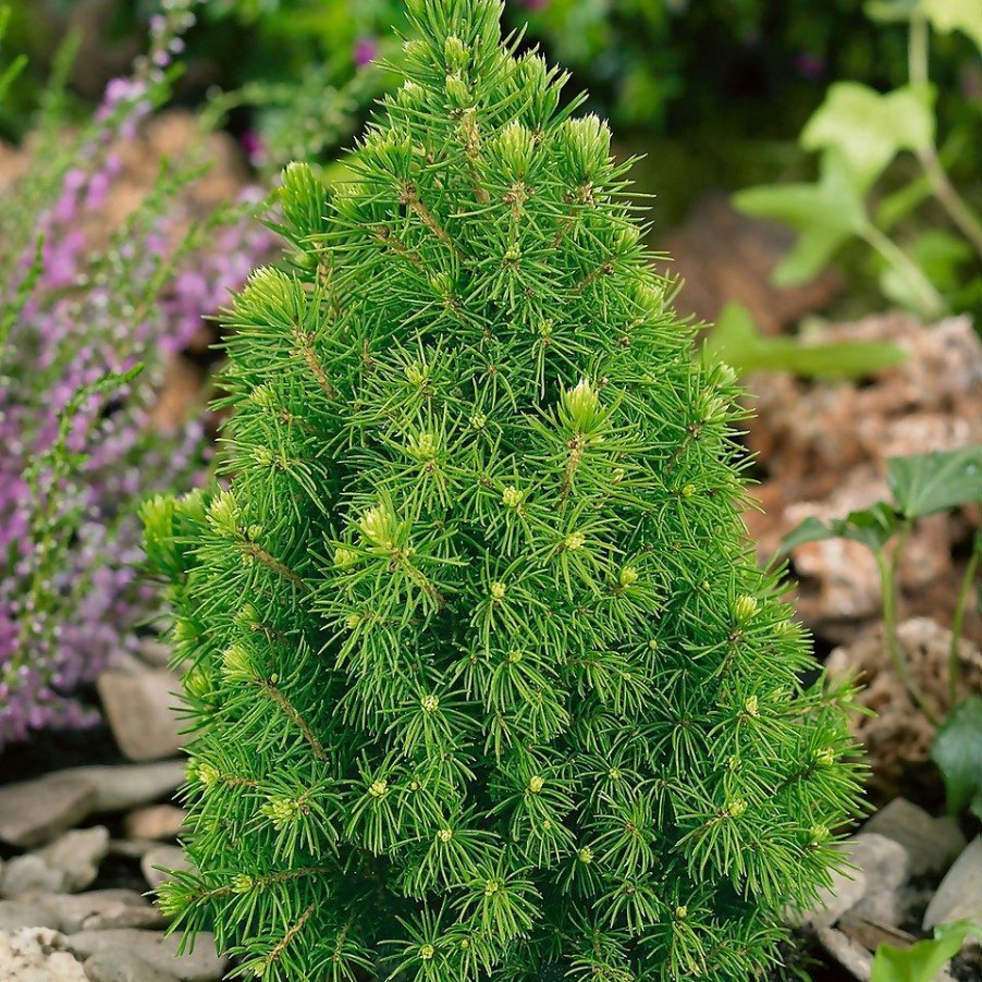 Homebase Shrub, Trees & Roses | Picea Glauca Conica 23Cm 70-80Cm