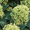 Homebase Shrub, Trees & Roses | Skimmia Japonica White Globe 10.5Cm