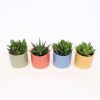 Homebase House Plants | Succulent In Bilbao Ceramic Pot - 10Cm (Assorted Varieties)