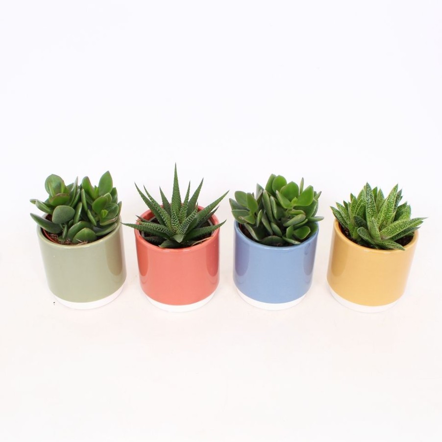 Homebase House Plants | Succulent In Bilbao Ceramic Pot - 10Cm (Assorted Varieties)