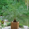 Homebase Specimen Plants | Phoenix Canariensis (Canary Island Date Palm) - 14Cm