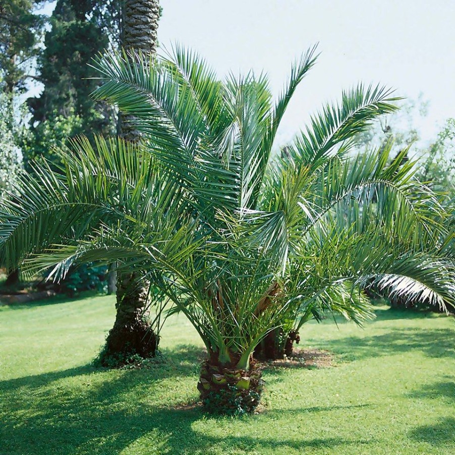 Homebase Specimen Plants | Phoenix Canariensis (Canary Island Date Palm) - 14Cm