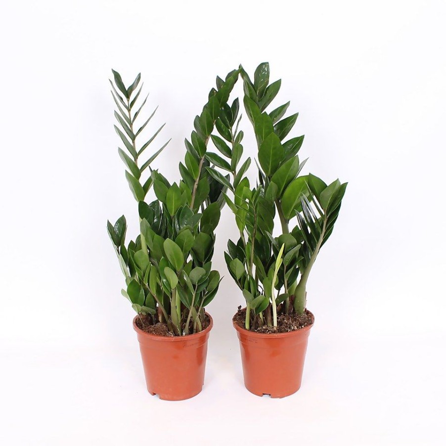 Homebase House Plants | Zamioculcas 17Cm