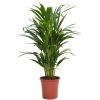 Homebase House Plants | Areca Palm Dypsis Lutescens (Butterfly Or Golden Palm) In 17Cm Pot