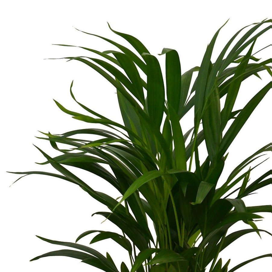 Homebase House Plants | Areca Palm Dypsis Lutescens (Butterfly Or Golden Palm) In 17Cm Pot