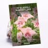 Homebase Summer Flowering Bulbs | Gladiolus Summer Love