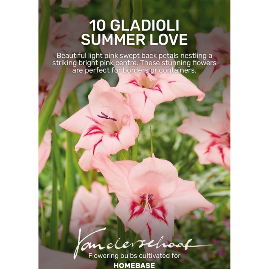 Homebase Summer Flowering Bulbs | Gladiolus Summer Love