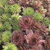 Homebase Perennial Plants | Sempervivum Collection - 1L