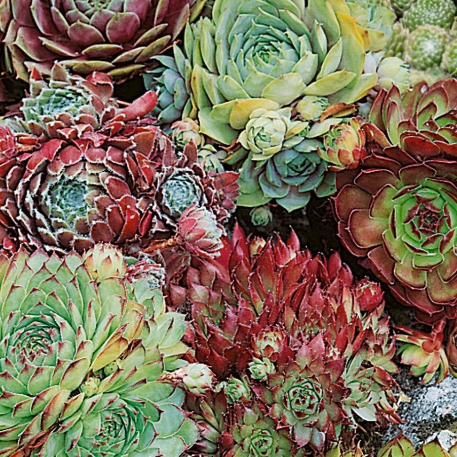 Homebase Perennial Plants | Sempervivum Collection - 1L