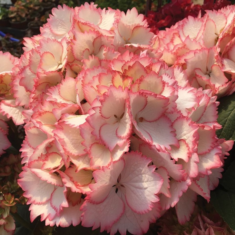 Homebase Shrub, Trees & Roses | Hydrangea Cocktail - 5L