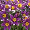 Homebase Perennial Plants | Pulsatilla Vulgaris (Pasqueflower) Mix 1L