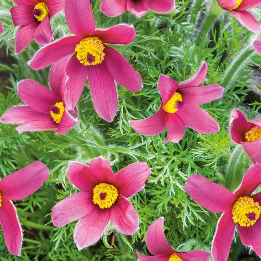 Homebase Perennial Plants | Pulsatilla Vulgaris (Pasqueflower) Mix 1L