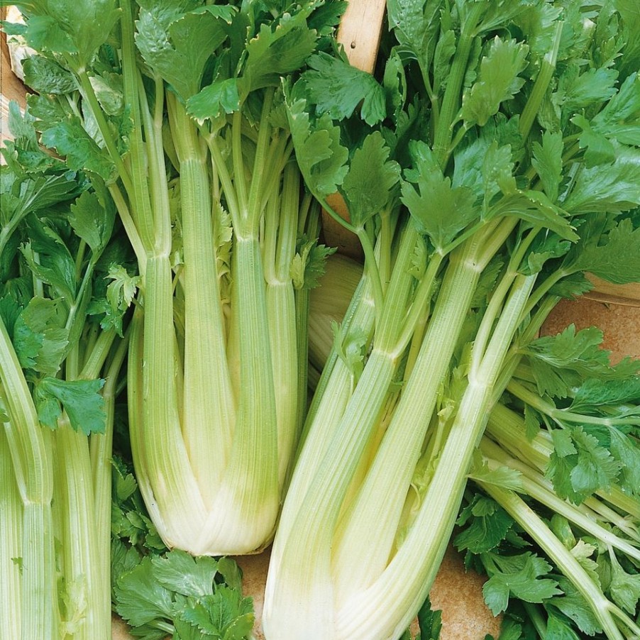 Homebase Grow Your Own | Vegetable Strip Celery Victoria