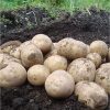 Homebase Grow Your Own | Arran Pilot Seed Potato - 1.5Kg