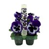 Homebase Bedding Plants | Pansy Mix 6 Pack Spring Bedding Plants