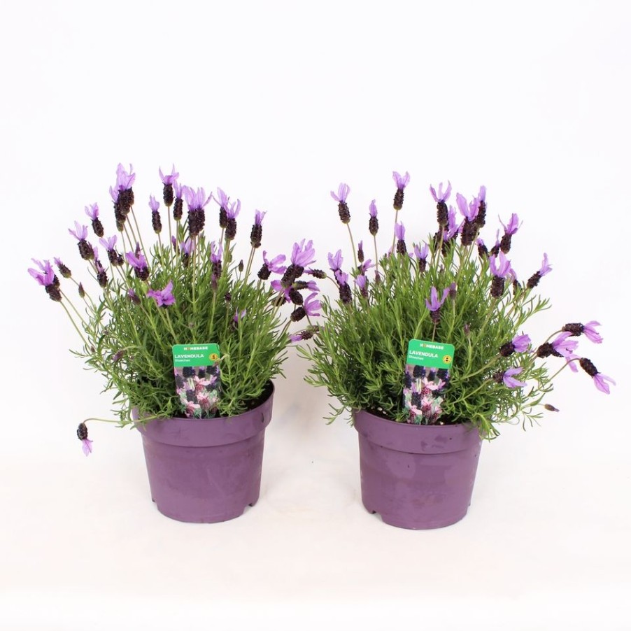 Homebase Shrub, Trees & Roses | Lavandula Stoechas (French Lavender) - 21Cm